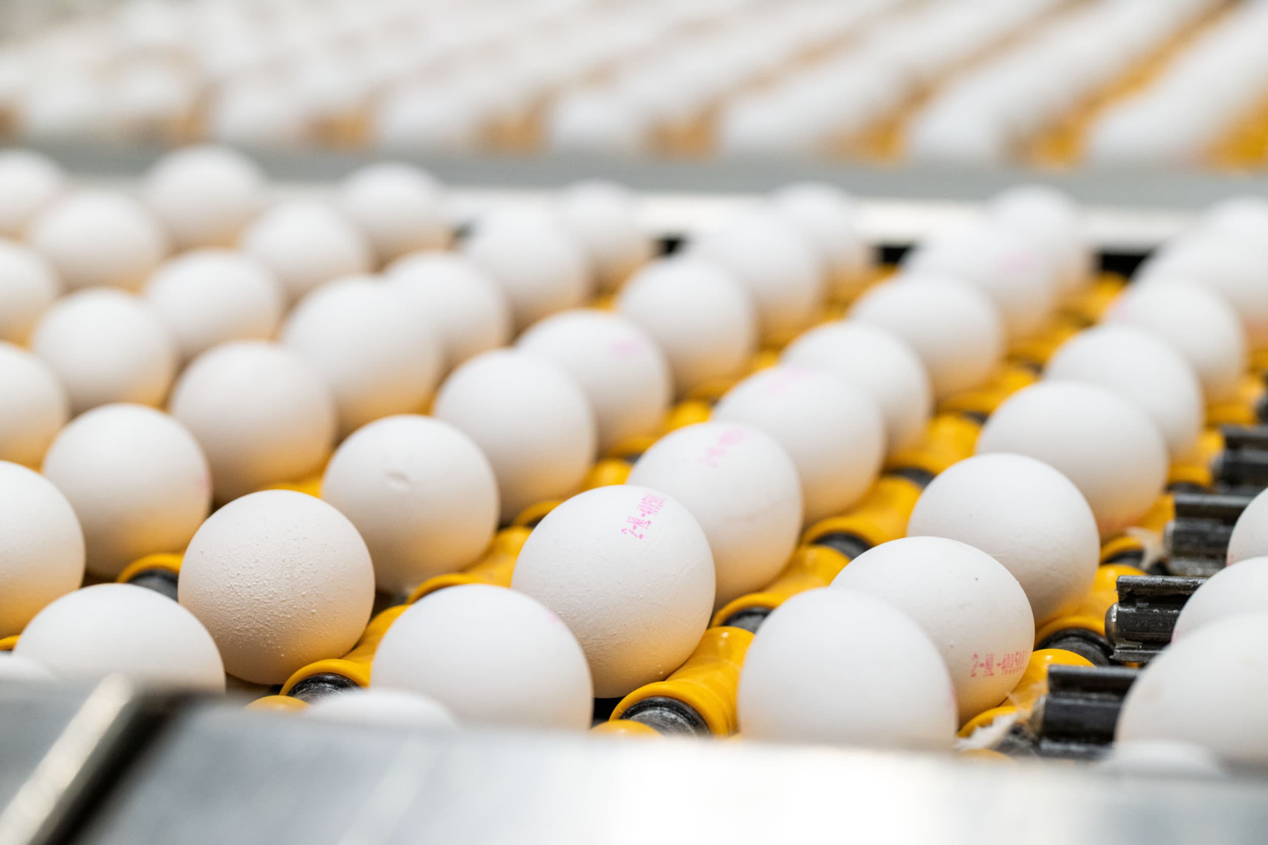 The Journey of Premium Egg Products: From Farm to Global Markets