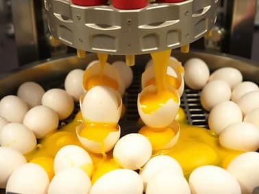 Egg Processing